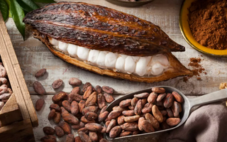 Best Theobromine Alternatives for Sleeping